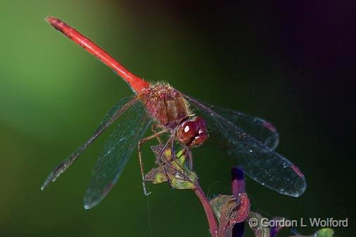 Red Dragonfly_51271.jpg - Photographed near Lindsay, Ontario, Canada.